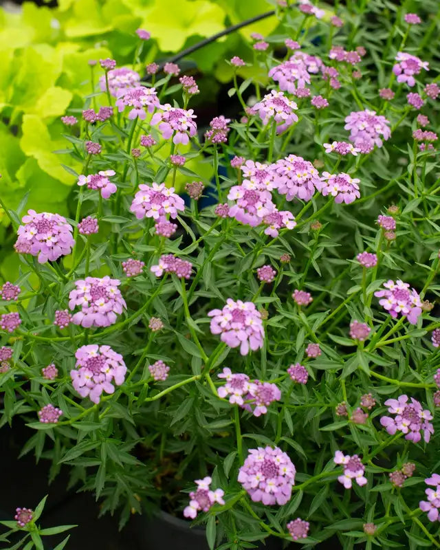 Iberis x 'Mermaid Lavender' Mermaid Lavender Evergreen Candytuft 1 Gallon