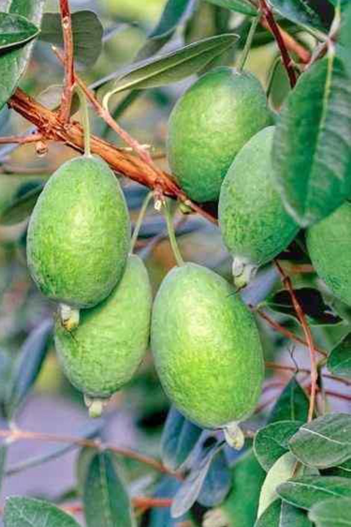 Pineapple Guava