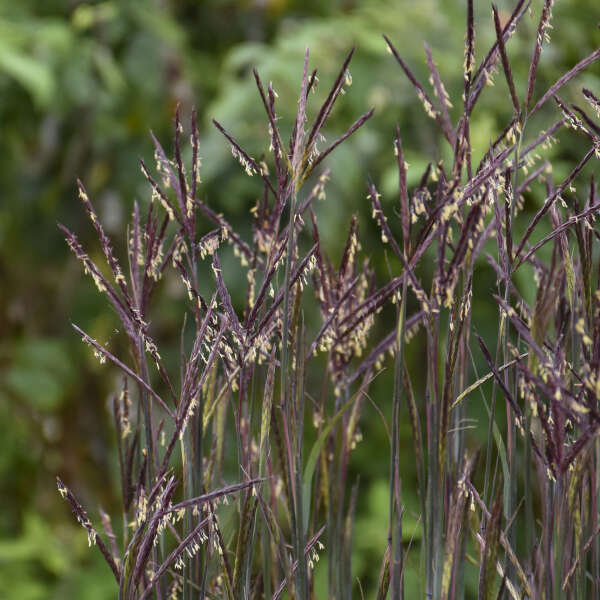 Andropogon gerardii 'Blackhawks' PP27949 Blackhawks Big Bluestem 1g