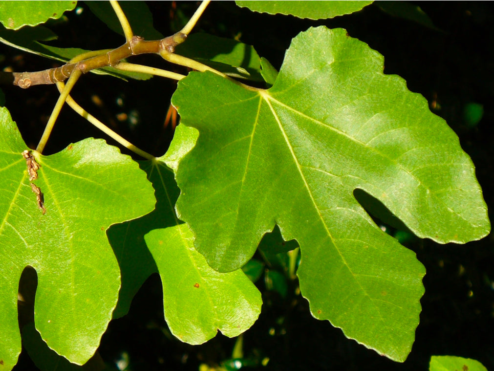 Celeste Fig 3g