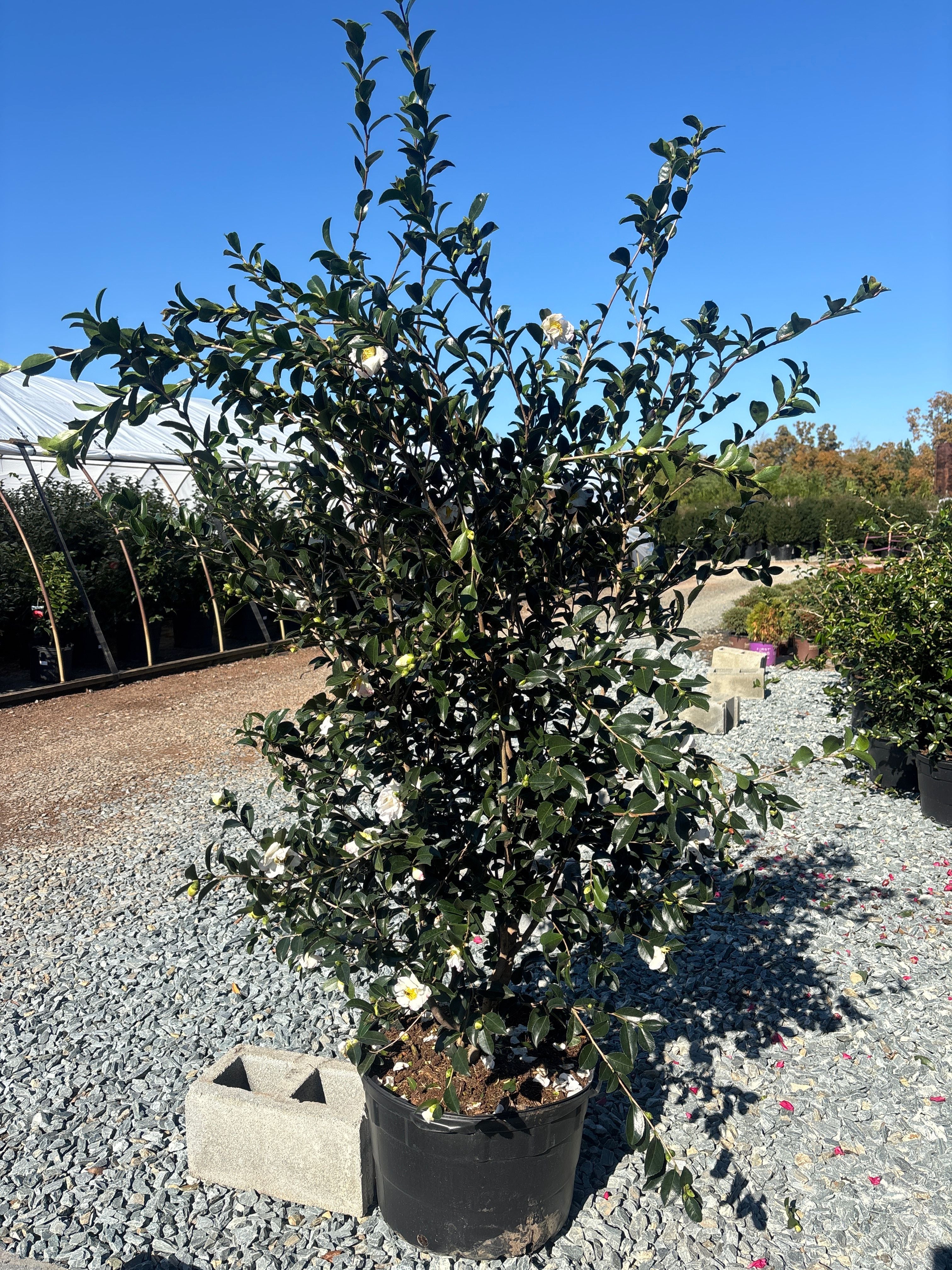 Setsugekka Camellia – Richardson Roots