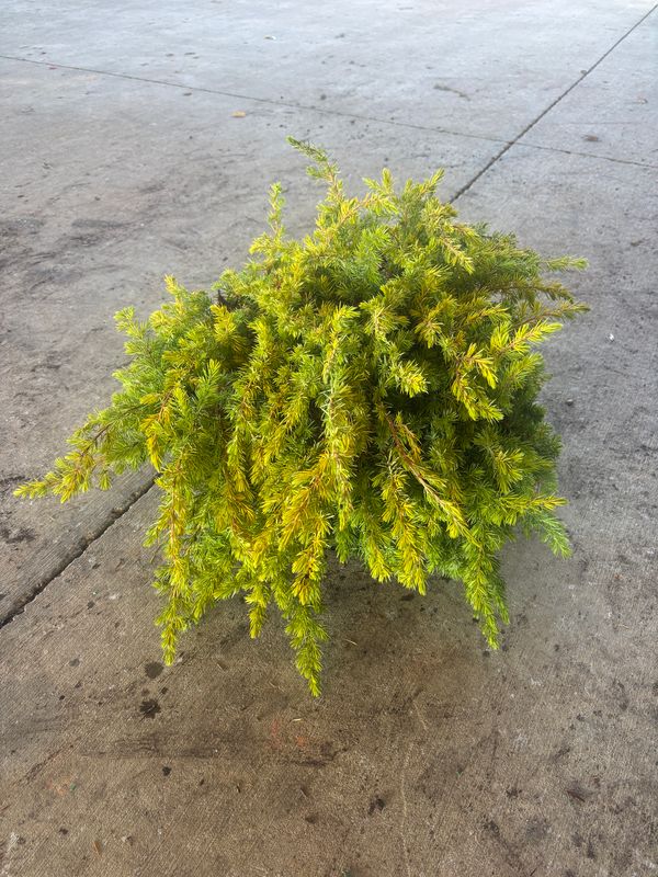 Juniperus conferta "All Gold" "All Gold Shore Juniper 3g