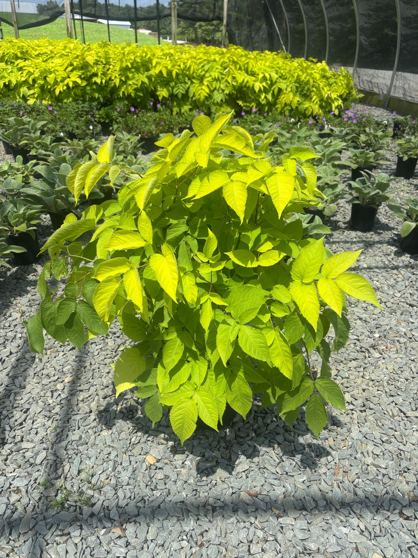 Aralia Sun King Golden Japanese Spikenard 2 Gallon (Aralia cordata 'Sun King')