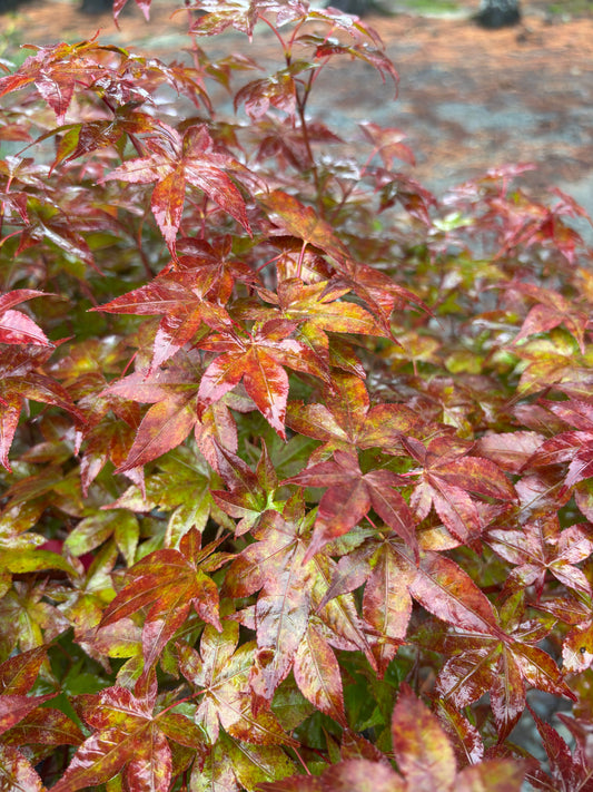 Acer palmatum 'Rhode Island Red' Rhode Island Red Japanese Maple
