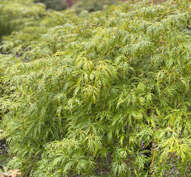 Acer palm. var. dissectum 'Viridis' Viridis  Laceleaf Japanese Maple