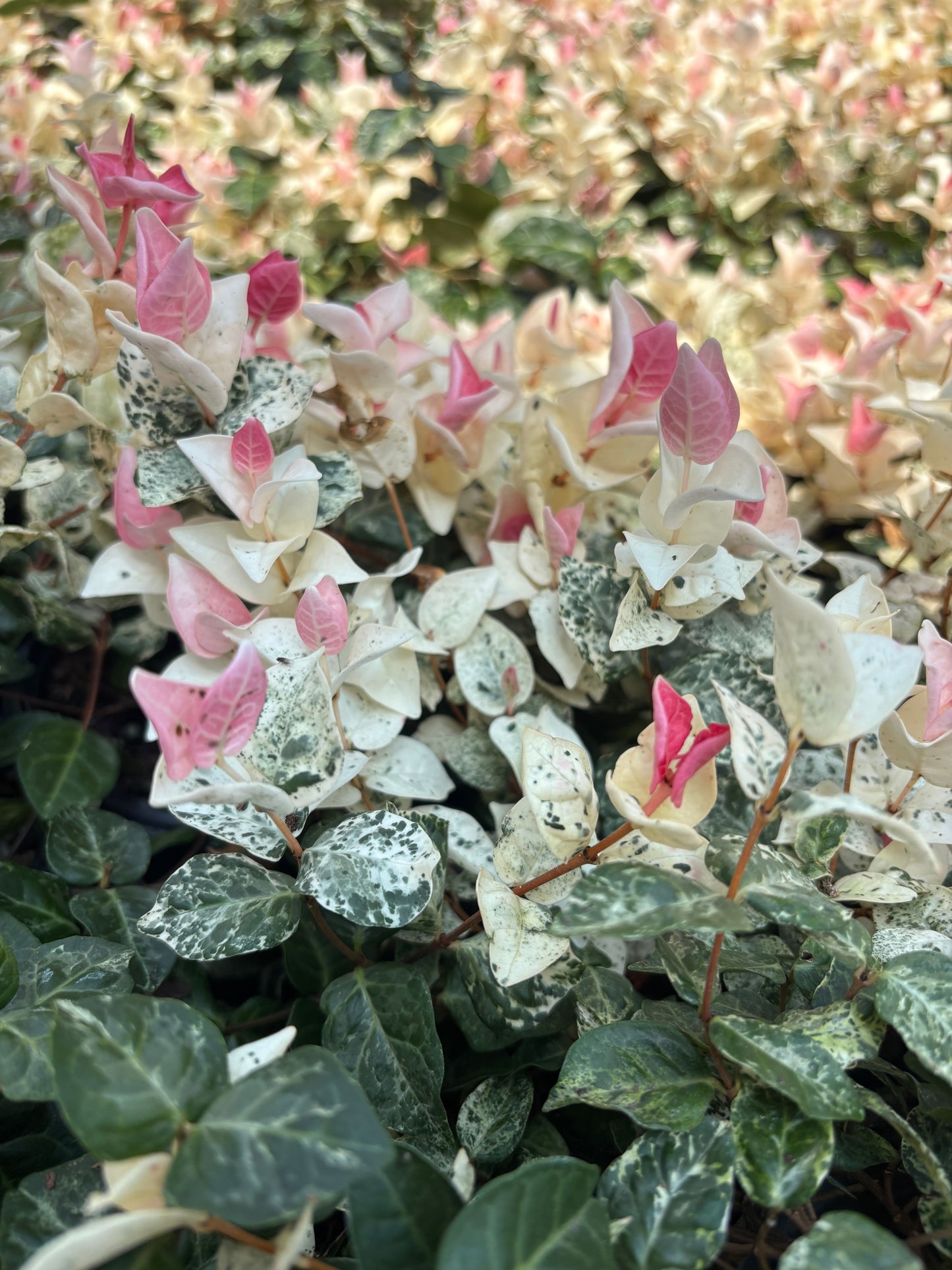 Trachelospermum asiaticum 'HOSNS' Snow-N-Summer™ Asiatic Jasmine 1 Gallon