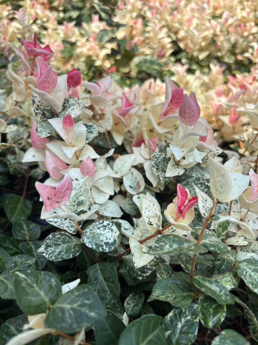 Trachelospermum asiaticum 'HOSNS' Snow-N-Summer™ Asiatic Jasmine 1 Gallon