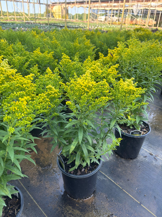 Solidago x 'Dansolitlem' PP17297 Little Lemon Goldenrod 1 Gallon