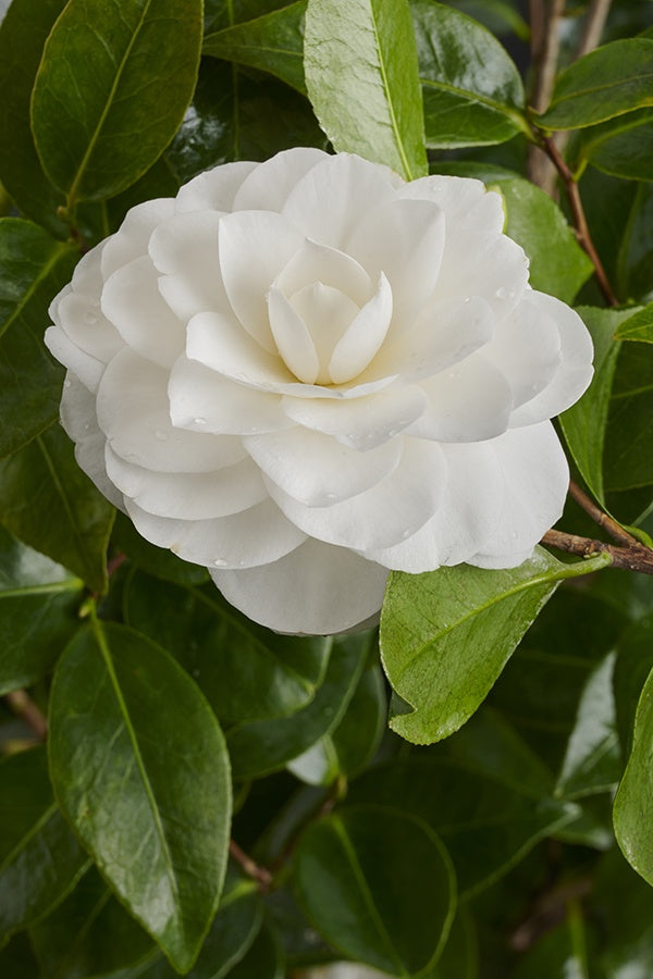 Nuccios Gem Camellia 3g