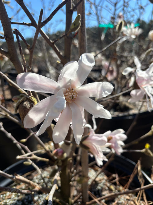 Royal Star Magnolia 15g