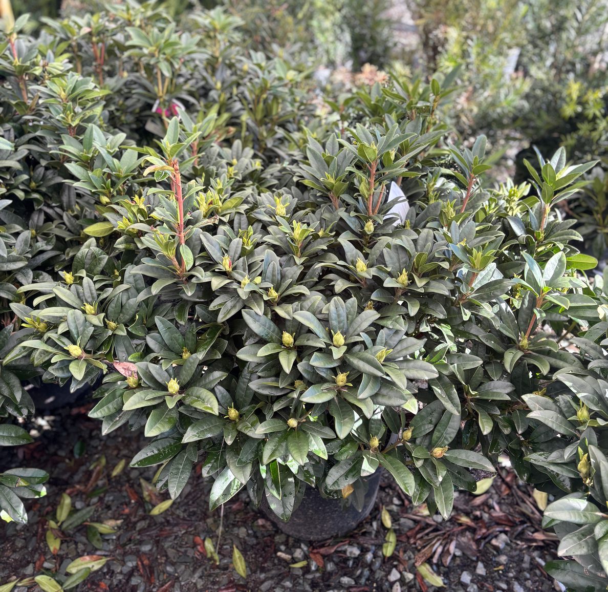 Rhododendron x 'Nova Zembla' Nova Zembla Rhododendron