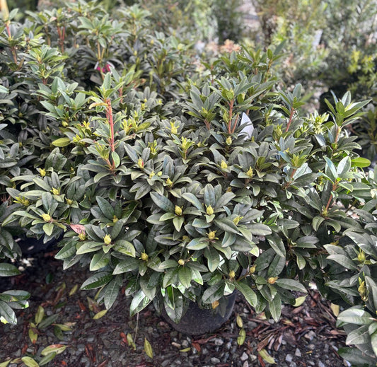 Rhododendron x 'Nova Zembla' Nova Zembla Rhododendron
