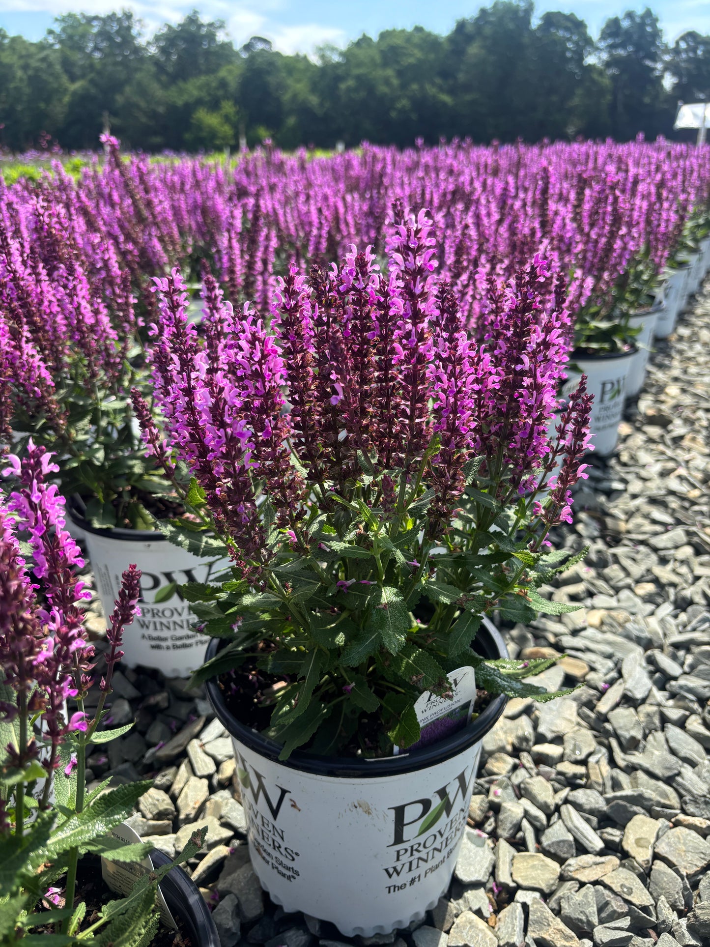 Salvia 'Pink Profusion' PP31435 Salvia 1 Gallon