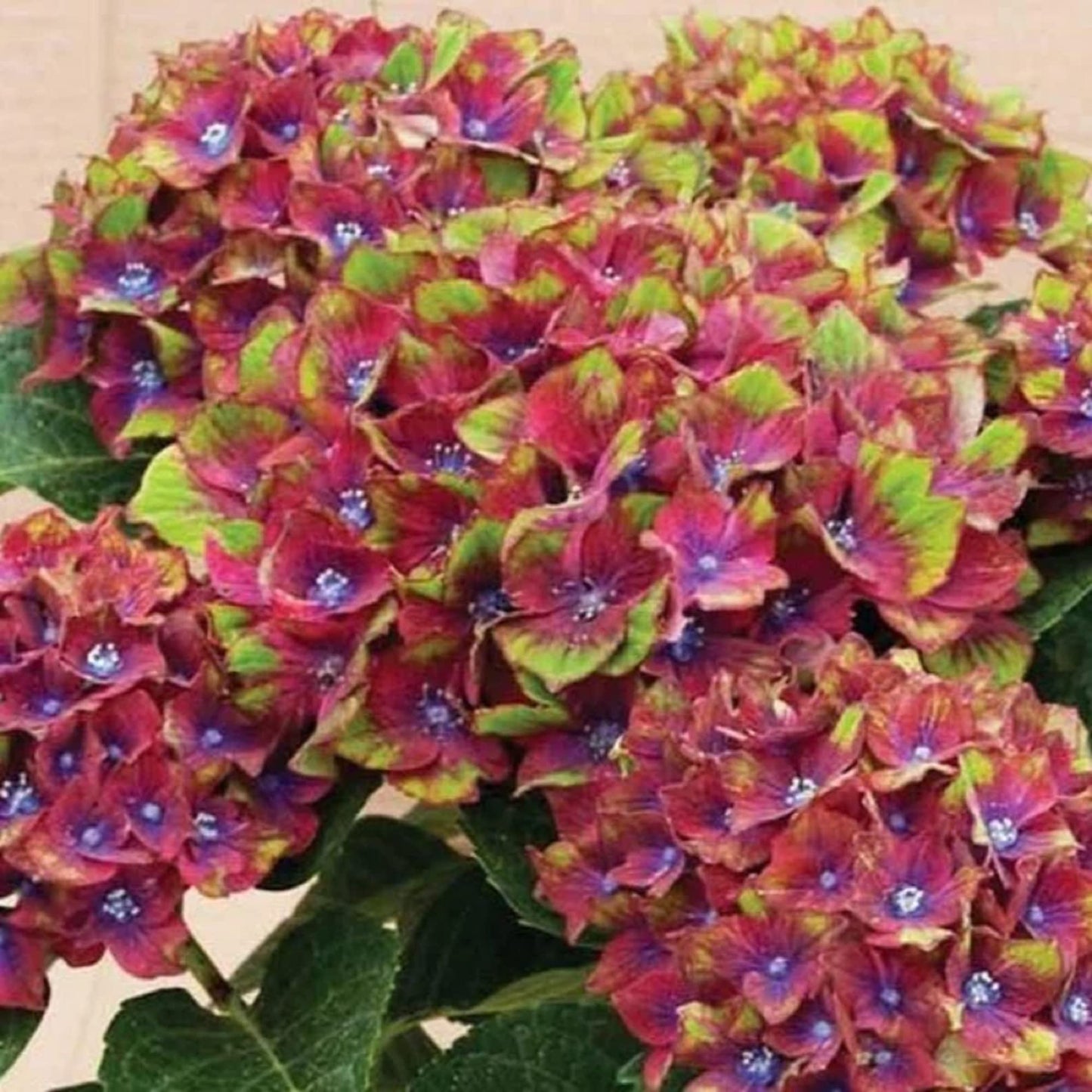 Pistachio Hydrangea 3 Gallon