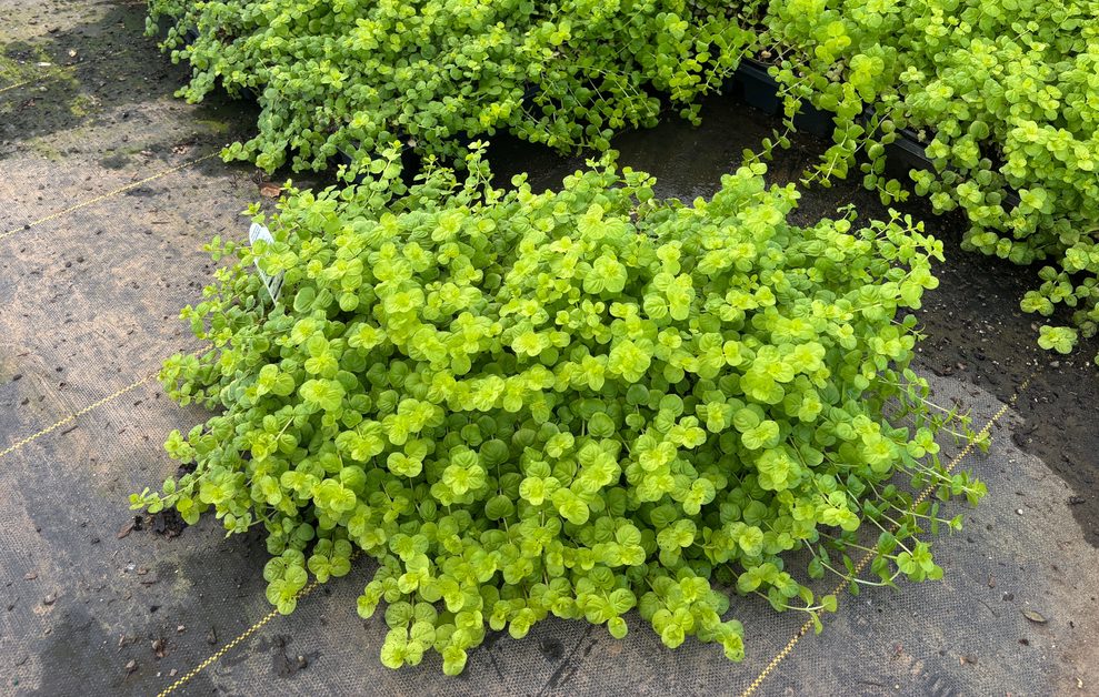 Creeping Jenny Golden 1801 Flat (Lysimachia nummularia 'Aurea')
