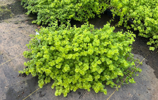 Creeping Jenny Golden 1801 Flat (Lysimachia nummularia 'Aurea')