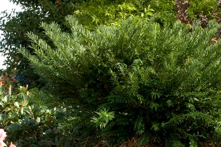 Cephalotaxus harringtonia 'Plania' Yewtopia Plum Yew 3 Gallon