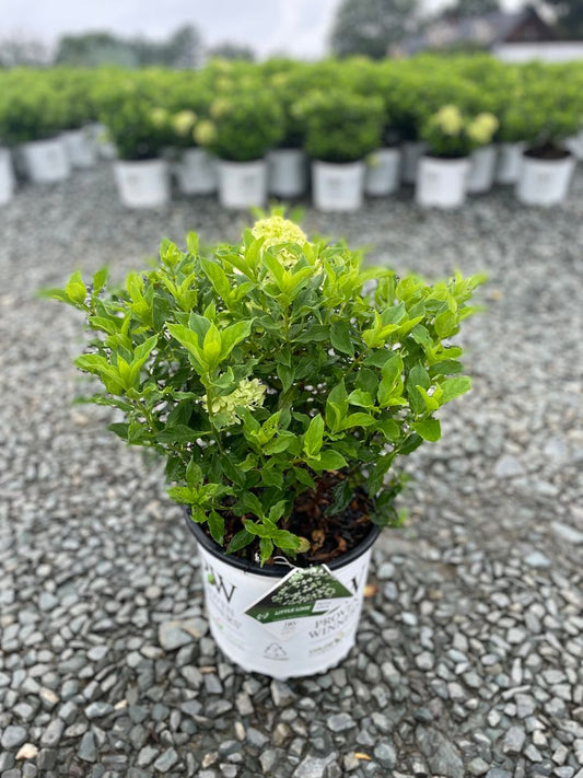 Little Lime® Hardy Hydrangea