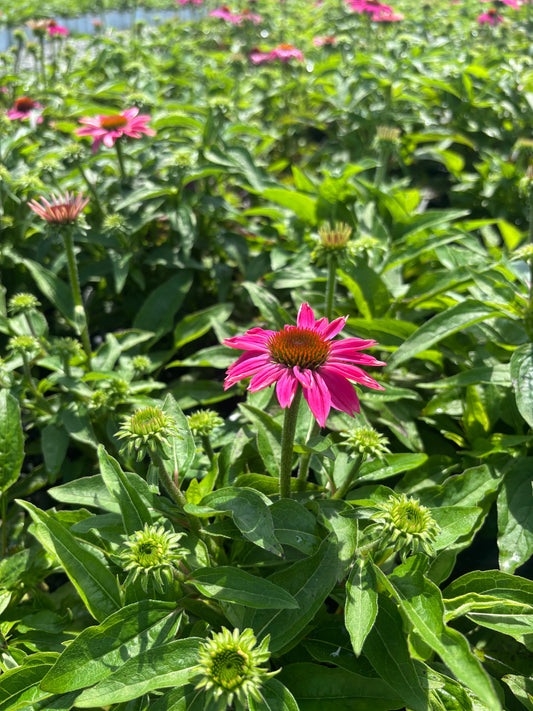 Coneflower PowWow Wildberry 1 Gallon (Echinacea purpurea 'PowWow Wildberry')