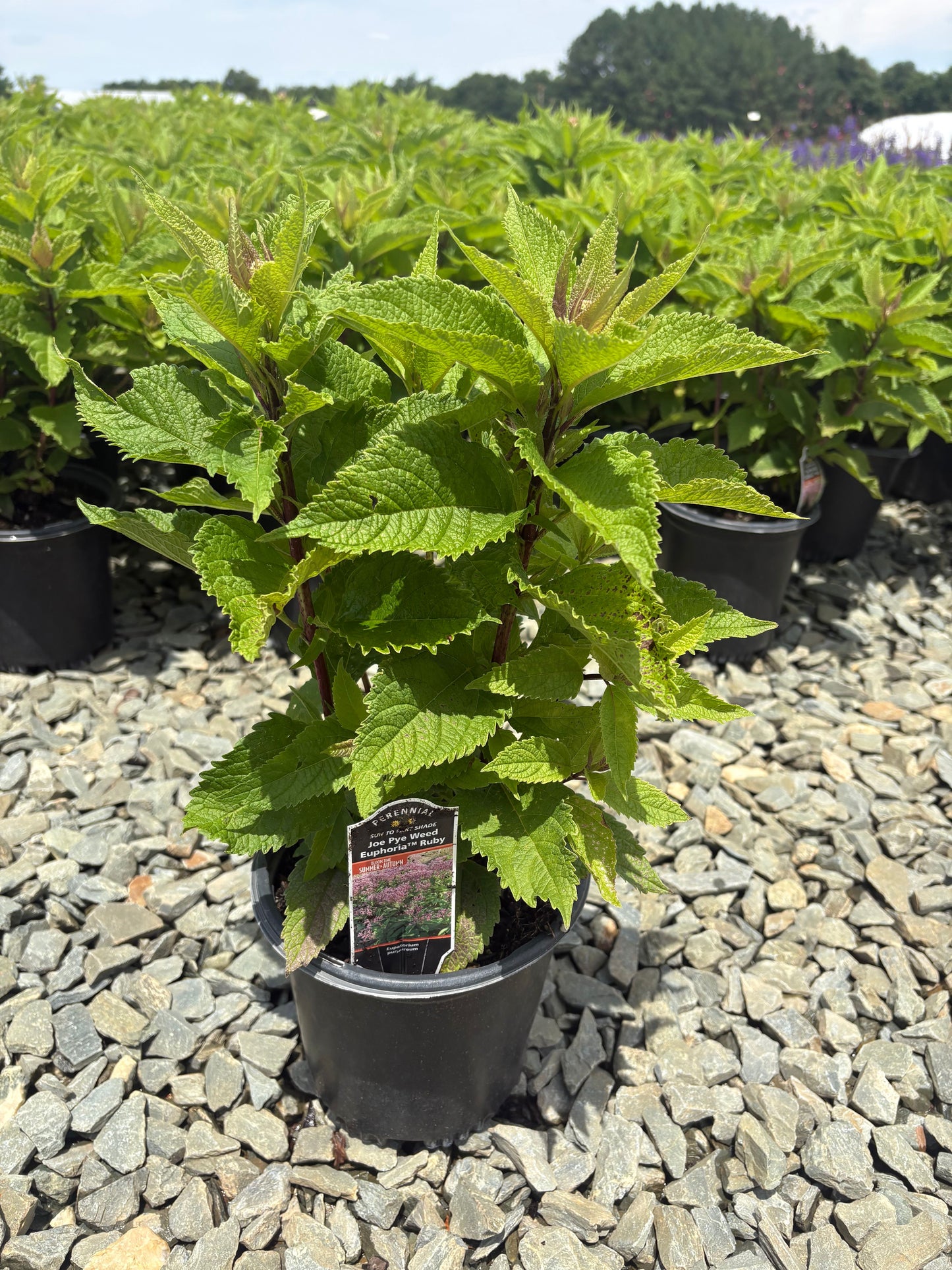 Eupatorium x 'Ruby' PP16122 Ruby Joe Pye Weed 1 Gallon