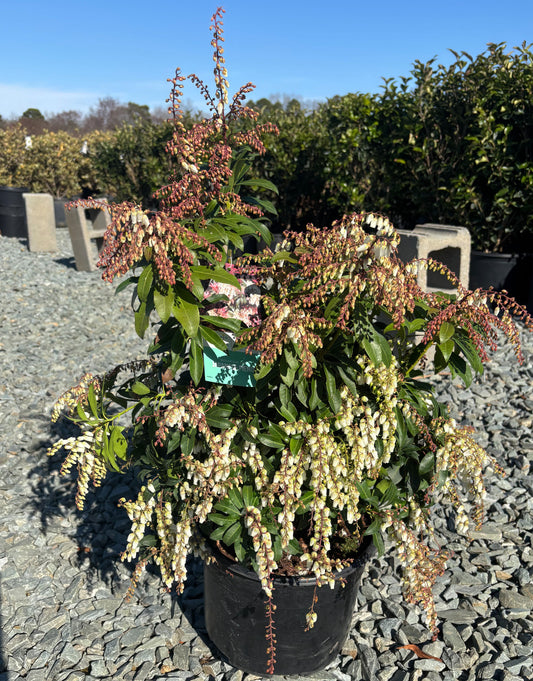Mountain Fire Japanese Pieris 3g
