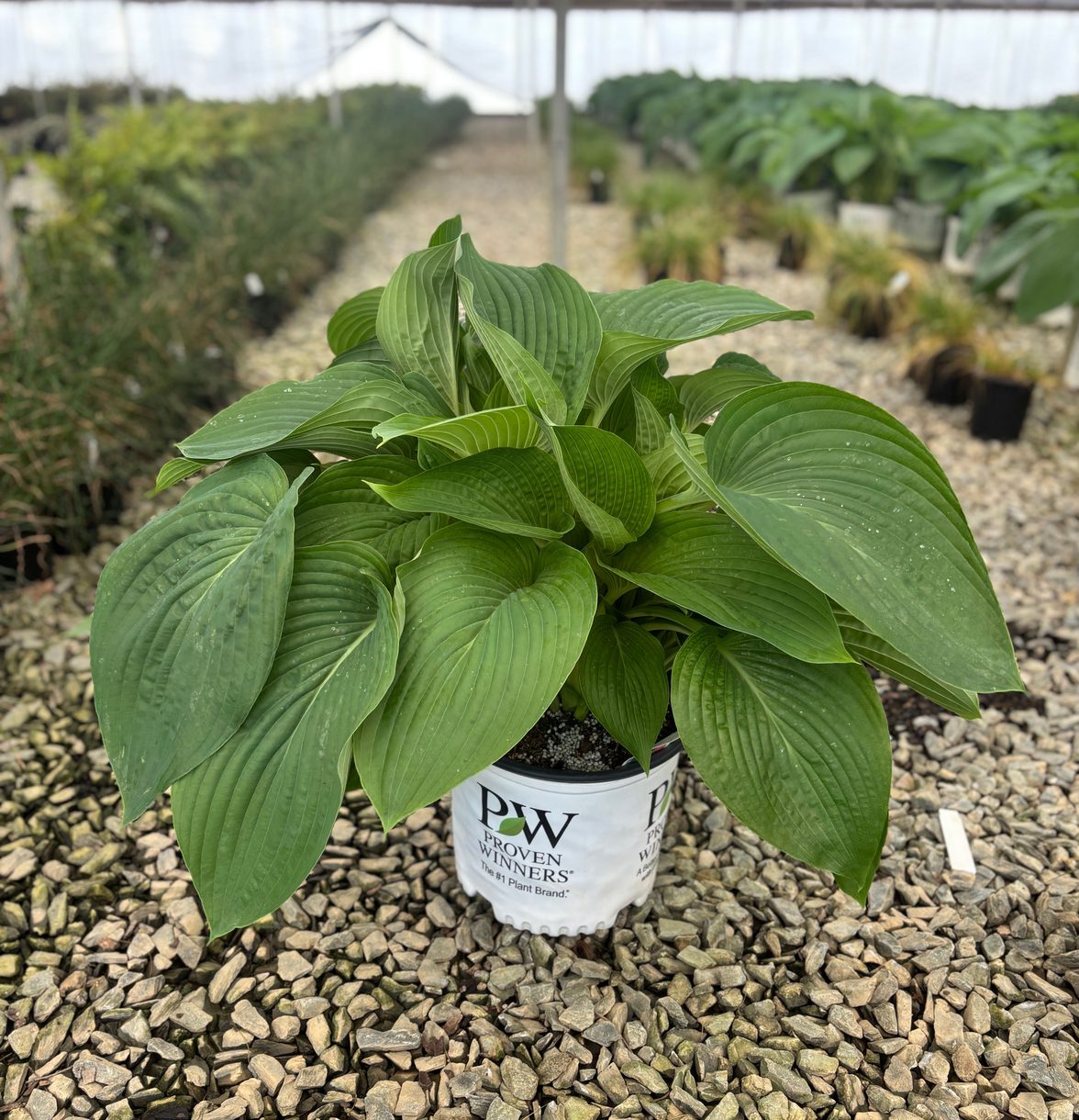 Hosta 'Empress Wu' PP20774 Shadowland™ Empress Wu Hosta