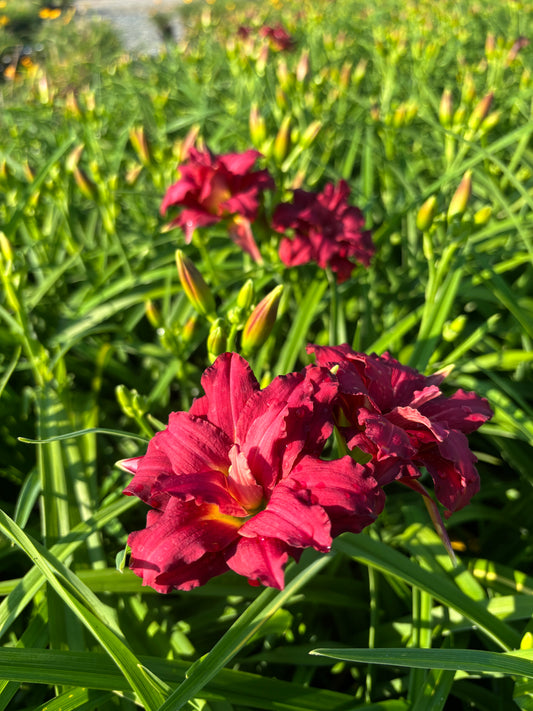 Hemerocallis hybrid PP 22799 'Double Pardon Me' Double Pardon Me Daylily 1 Gallon