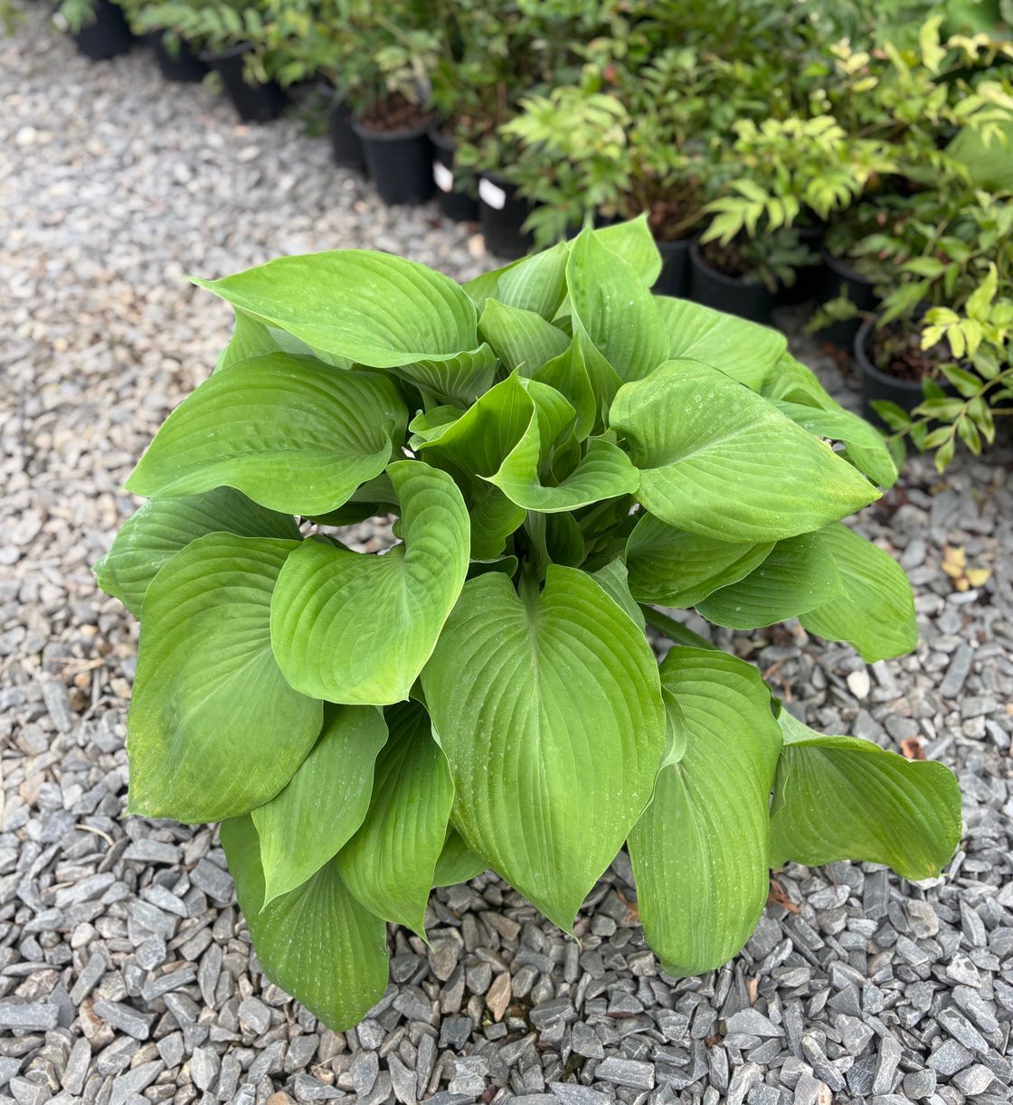 Hosta 'Sum and Substance' Sum and Substance Hosta
