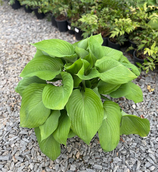 Hosta 'Sum and Substance' Sum and Substance Hosta