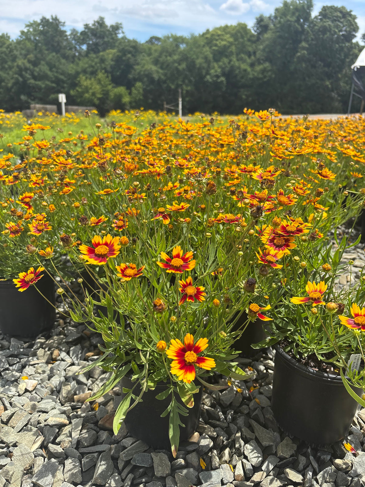 Coreopsis hybrid PP27138 Li'l Bang™ Daybreak Tickseed 1 Gallon