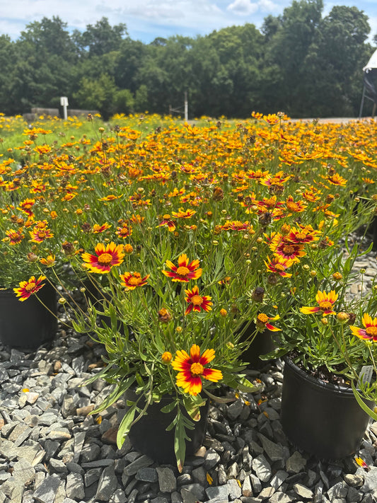 Coreopsis hybrid PP27138 Li'l Bang™ Daybreak Tickseed 1 Gallon