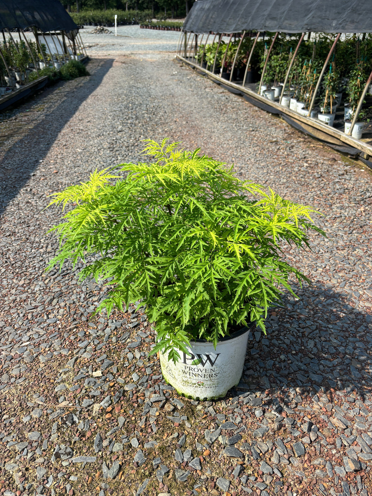 Sambucus racemosa 'Lemony Lace' Lemony Lace® Elderberry 3 Gallon
