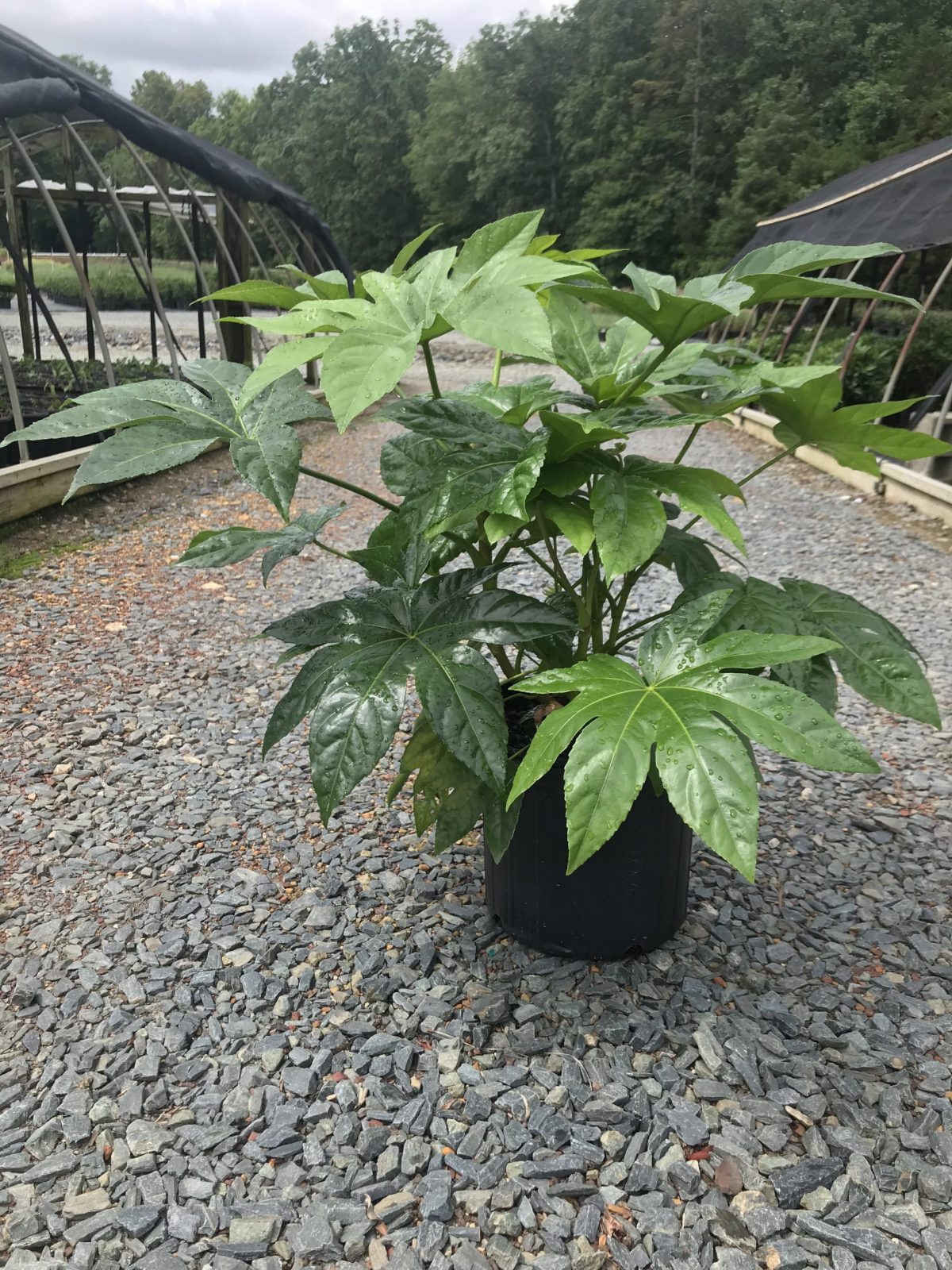 Fatsia Japonica Japanese Aralia 3g