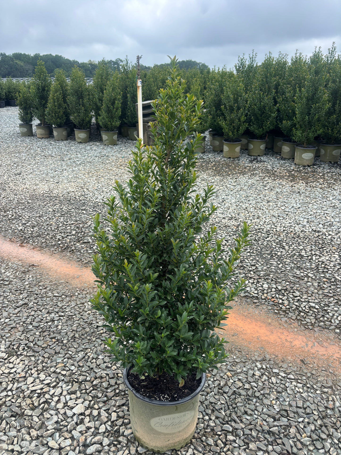 Ilex x 'RutHol4' PPAF Arrow Point® Holly