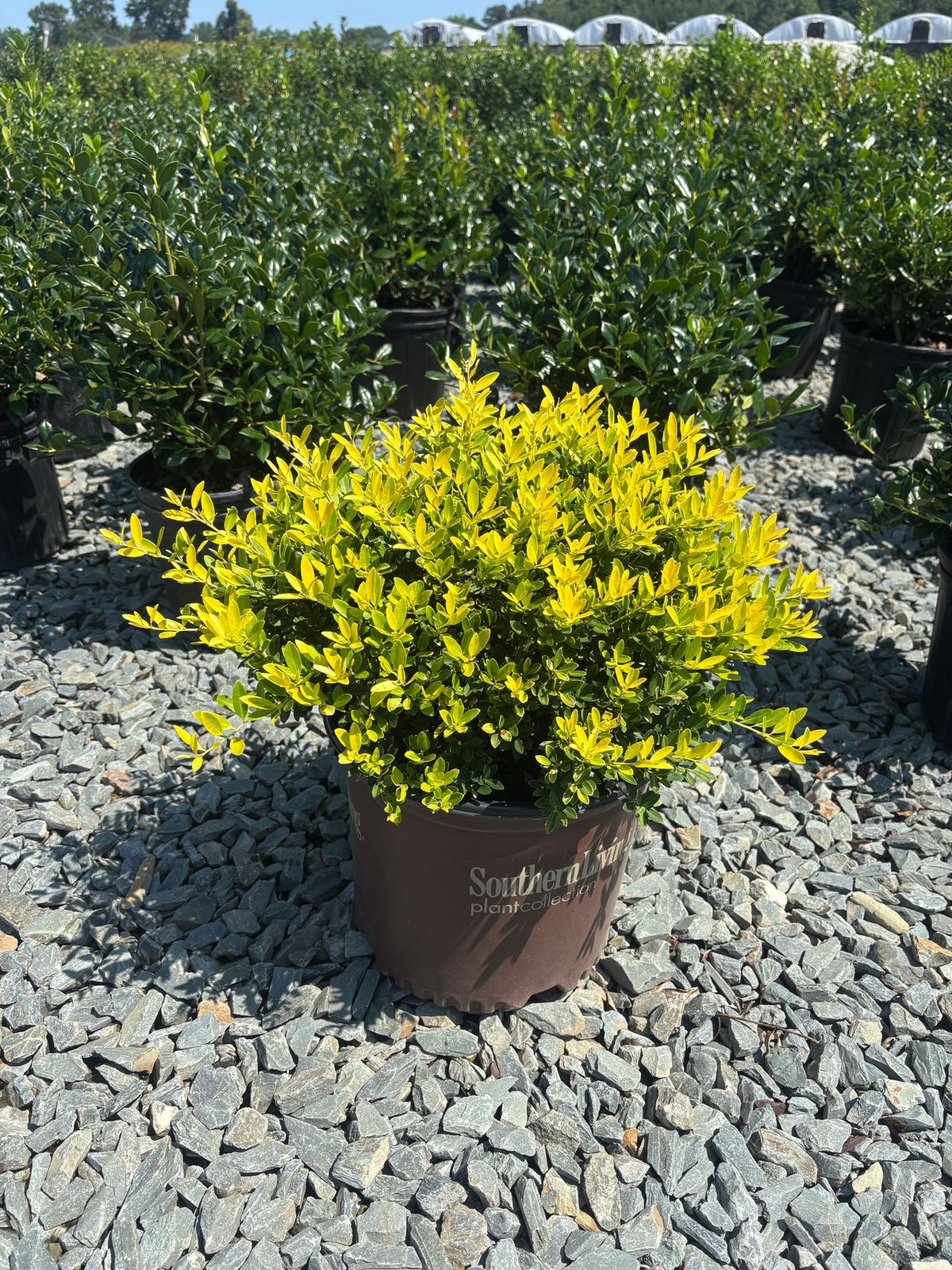 Ilex crenata 'Adorned' Touch of Gold® Holly 3 Gallon