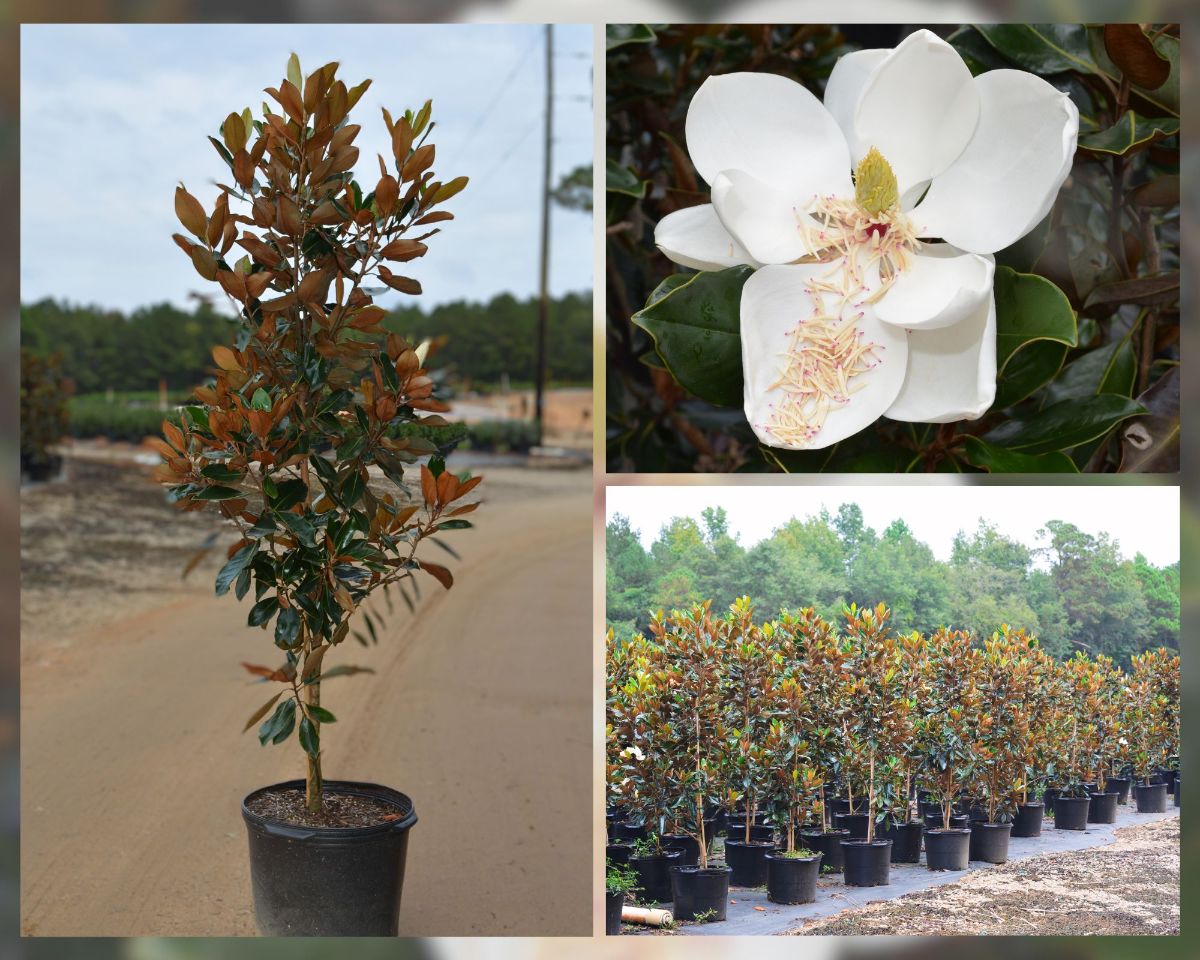 Magnolia grandiflora 'Little Gem' Little Gem Magnolia