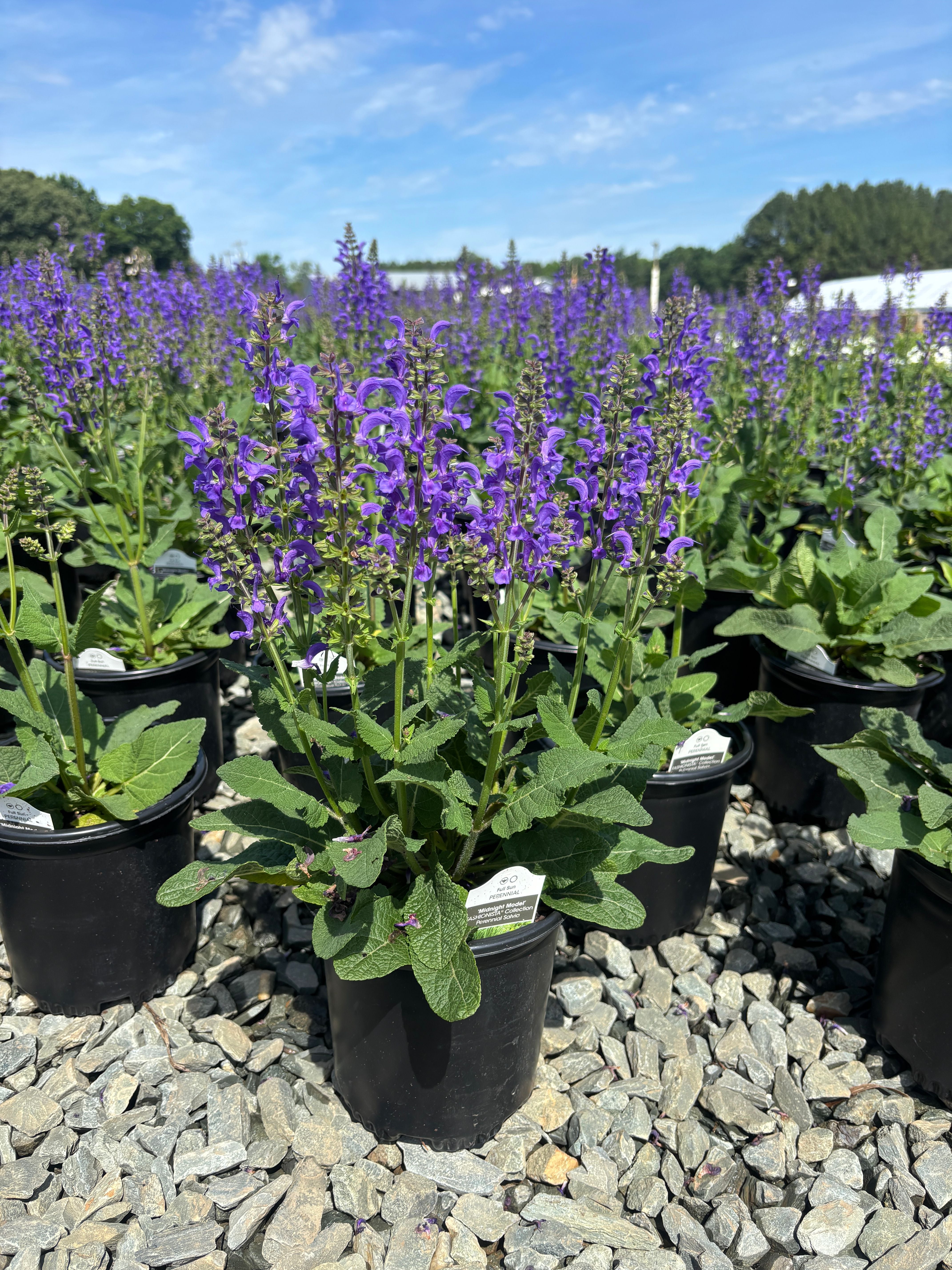 Salvia　計28枚 Salvia 'Midnight Model' PP29498 Fashionista® Midnight Model Blue