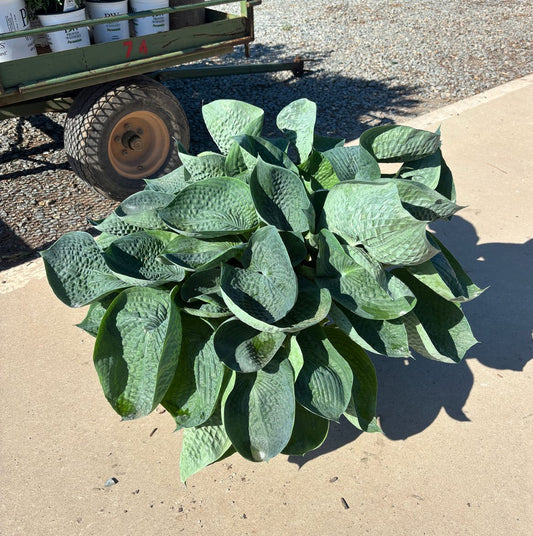 Hosta 'Abiqua Drinking Gourd' Abiqua Drinking Gourd Hosta 3 Gallon