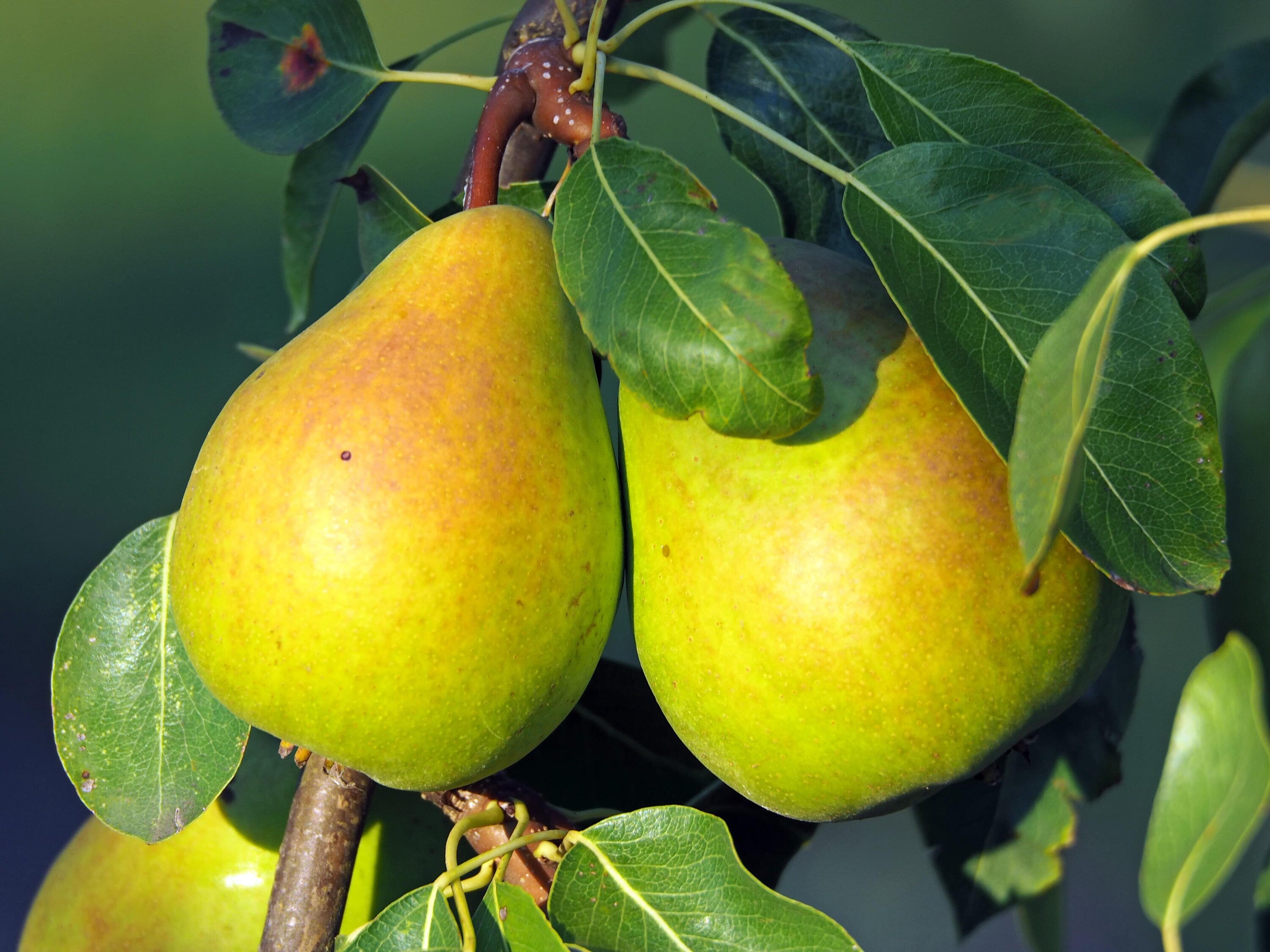 Warren Tree Warren Pear Tree 5 Gallon – Richardson Roots