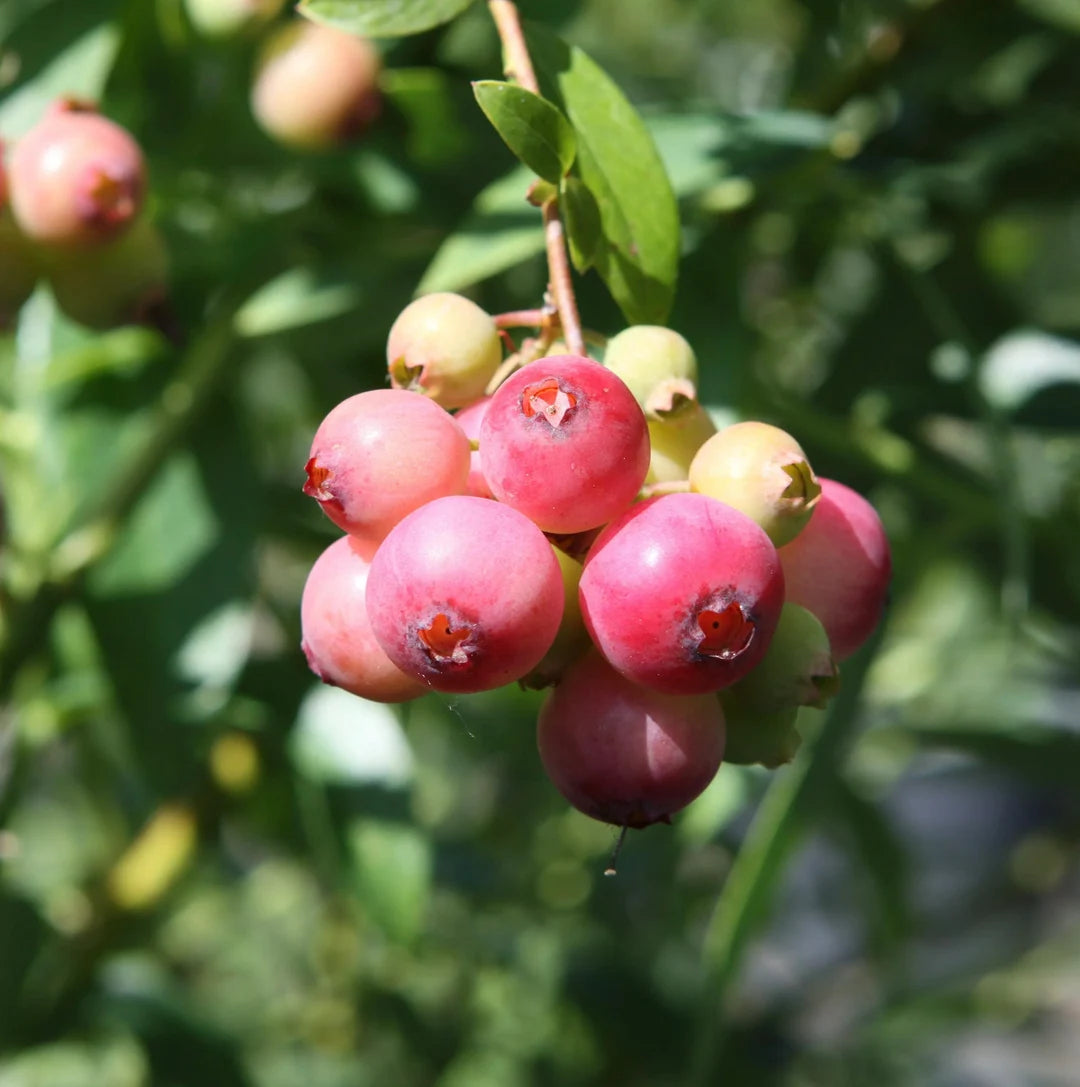 Pink Lemonade Highbush Blueberry 3 Gallon
