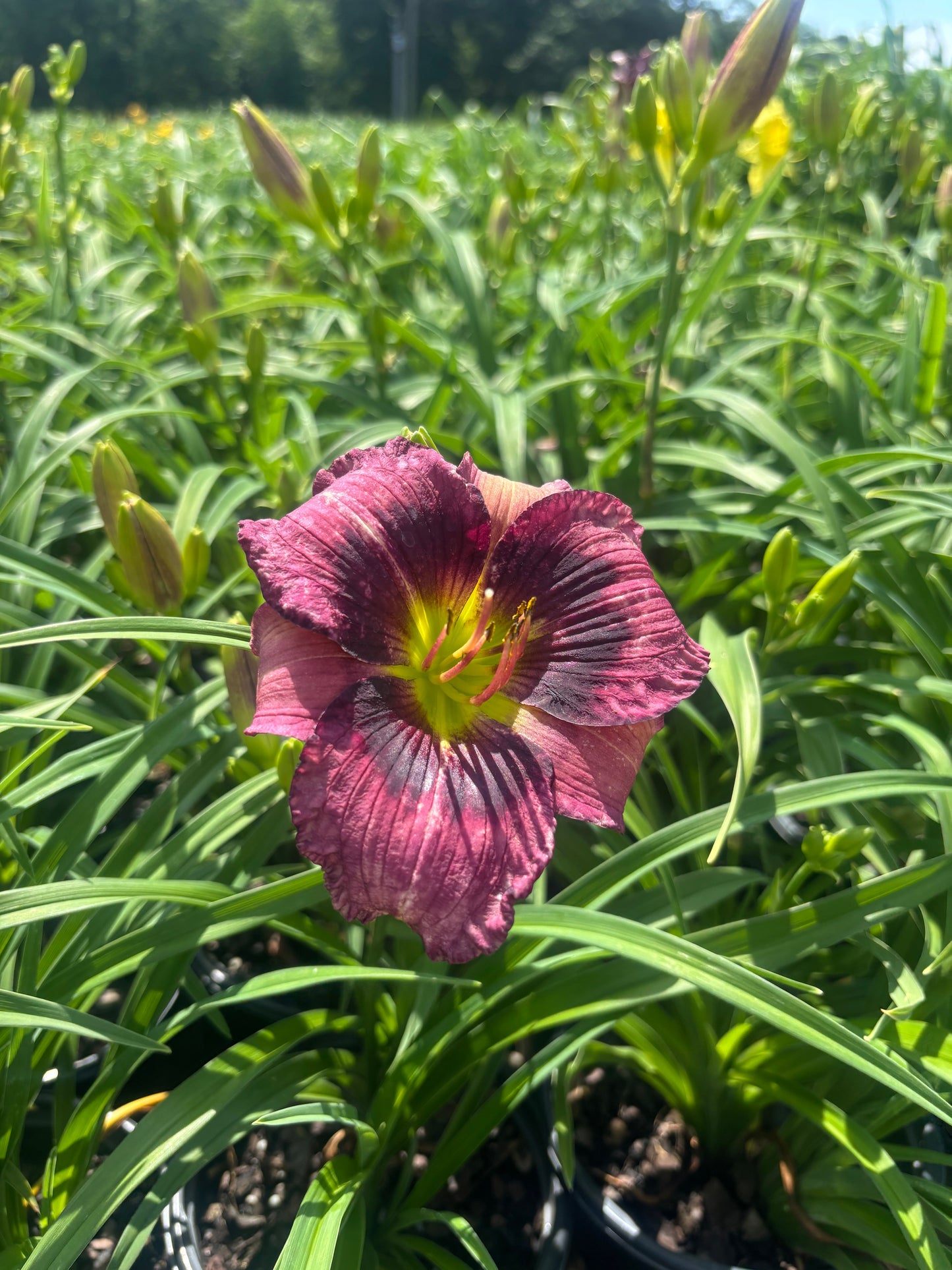 Hemerocallis  'Kansas Kitten' Kansas Kitten Daylily