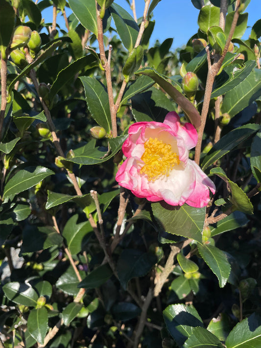 Hana Jiman Camellia