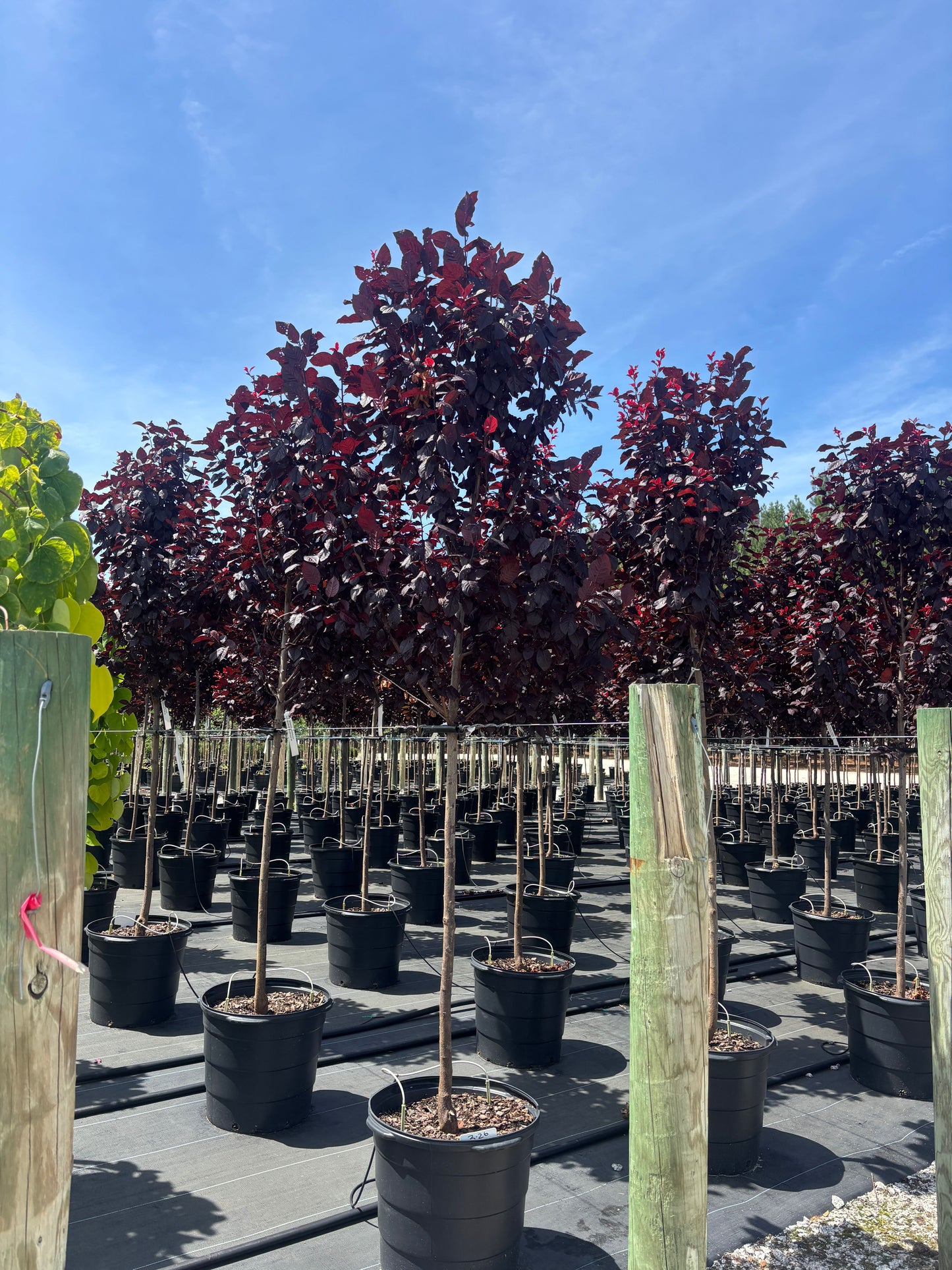 Prunus cerasifera 'Thundercloud' Thundercloud Purple Leaf Plum 15 Gallon