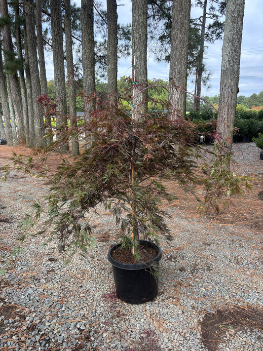 Acer palm. var. dissectum 'Tamukeyama' Tamukeyama Laceleaf Japanese Maple