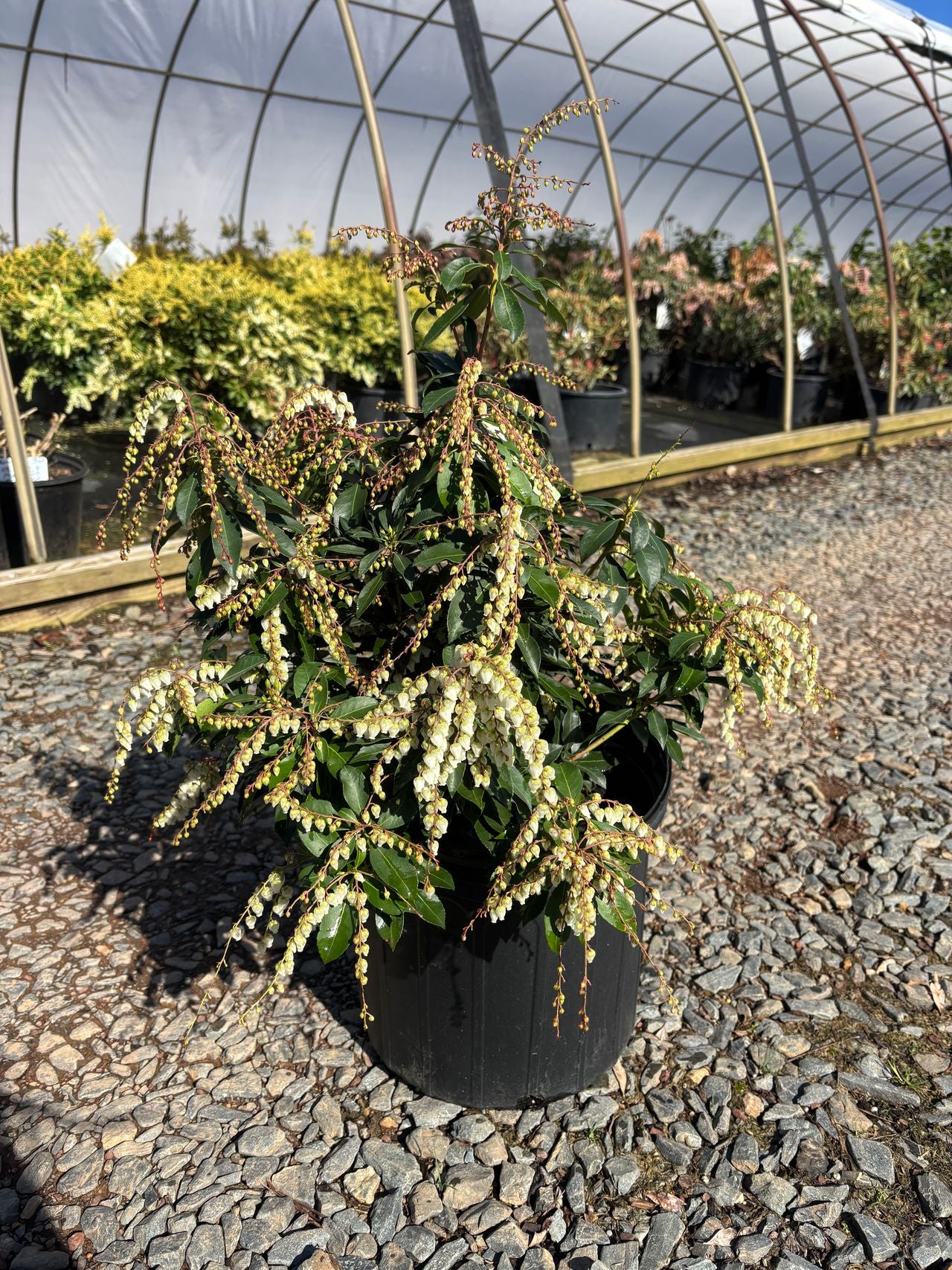 Pieris japonica 'Purity' Purity Dwarf Japanese Pieris 3 Gallon