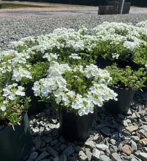 Verbena x hybrida 'Balendish' PP25839 Endurascape™ White Verbena 1 Gallon