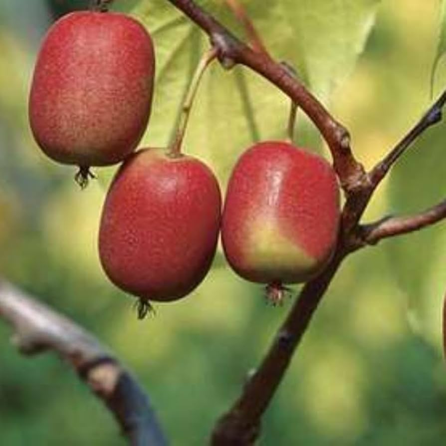 Ken's Red Kiwi 1g