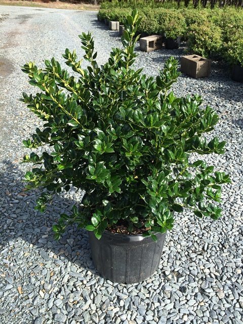 Dwarf Burford Holly