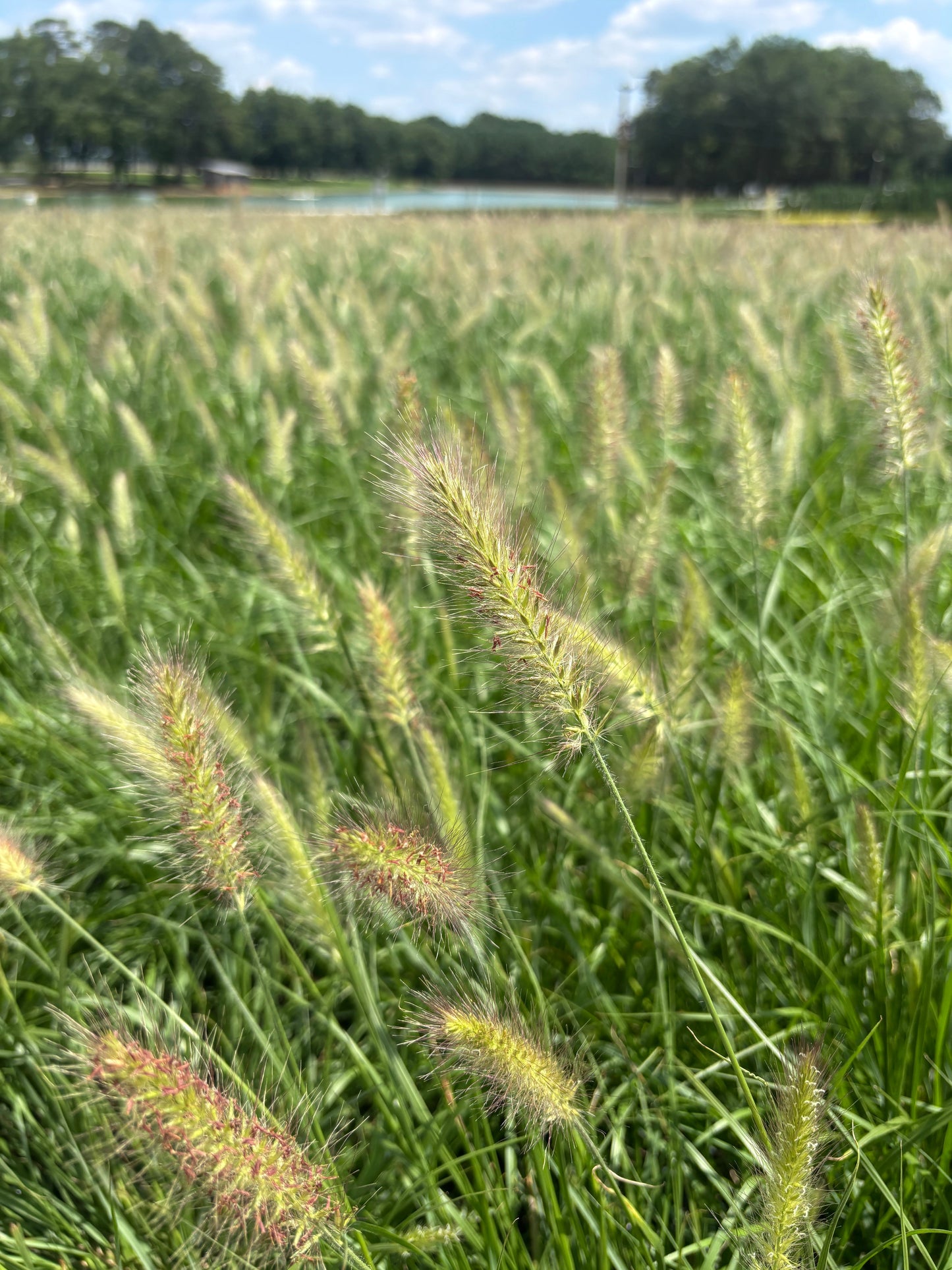 Pennisetum alopecuroides 'Cassian' Cassian Dwarf Fountain Grass 3 Gallon