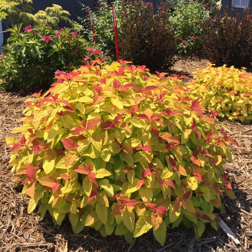 Double Play® Candy Corn™ Spirea 3g